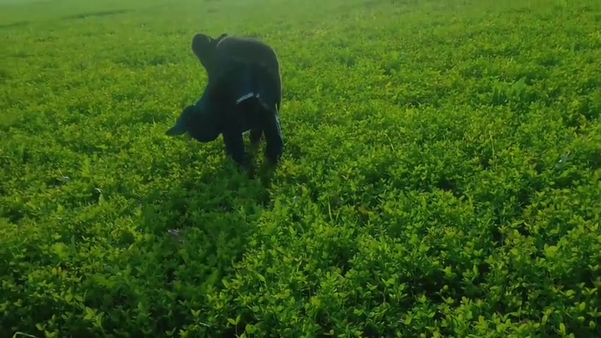 Khet kheton mein gand Marne Laga upar se Koi aaega FIR chhod Diya