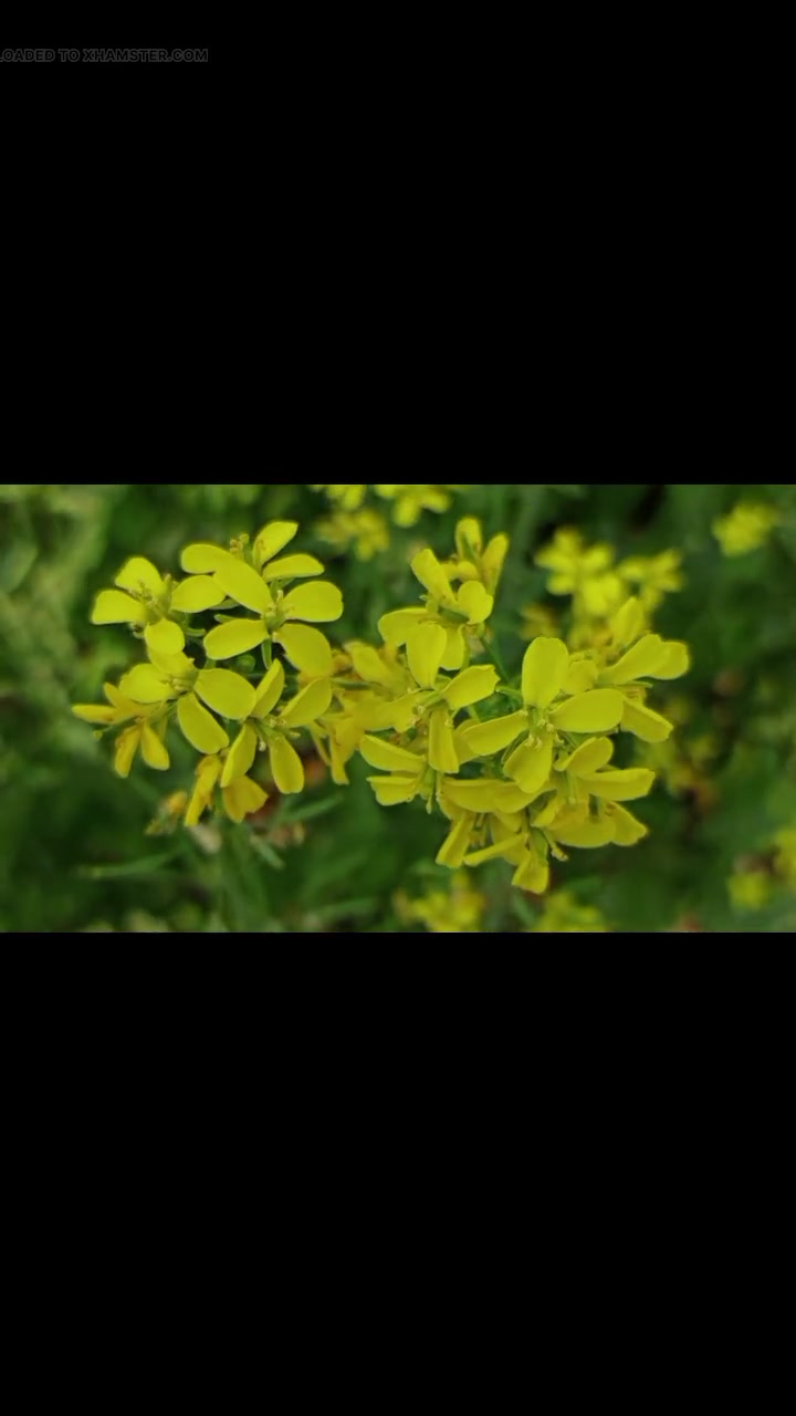 Hot Desi Boudi Homemade | Hardcore Bangla Boudi Devar Sex With Loud Moans And Cumshot