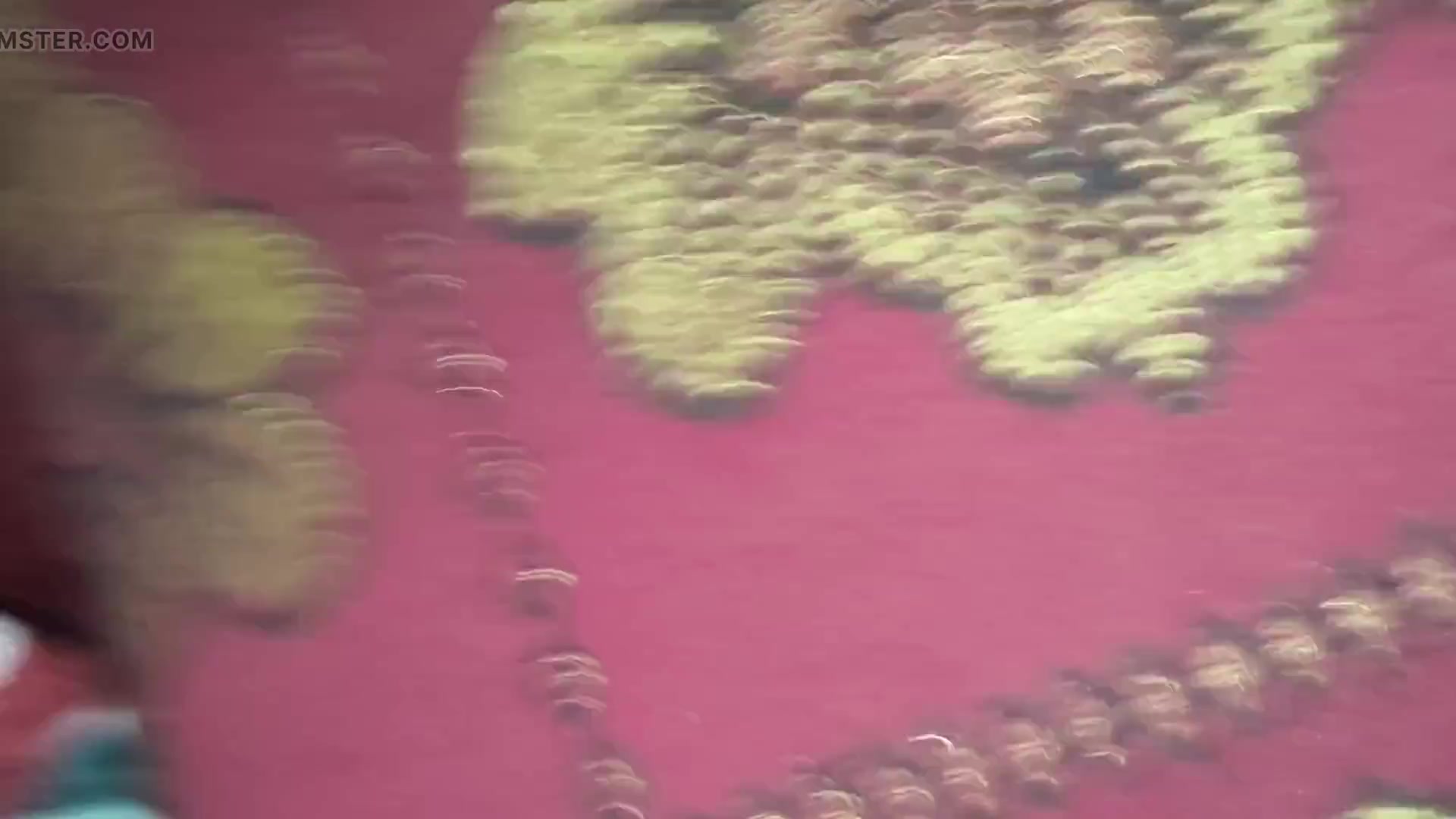 Indian Bhabhi's Ass Fucked in Desi Style