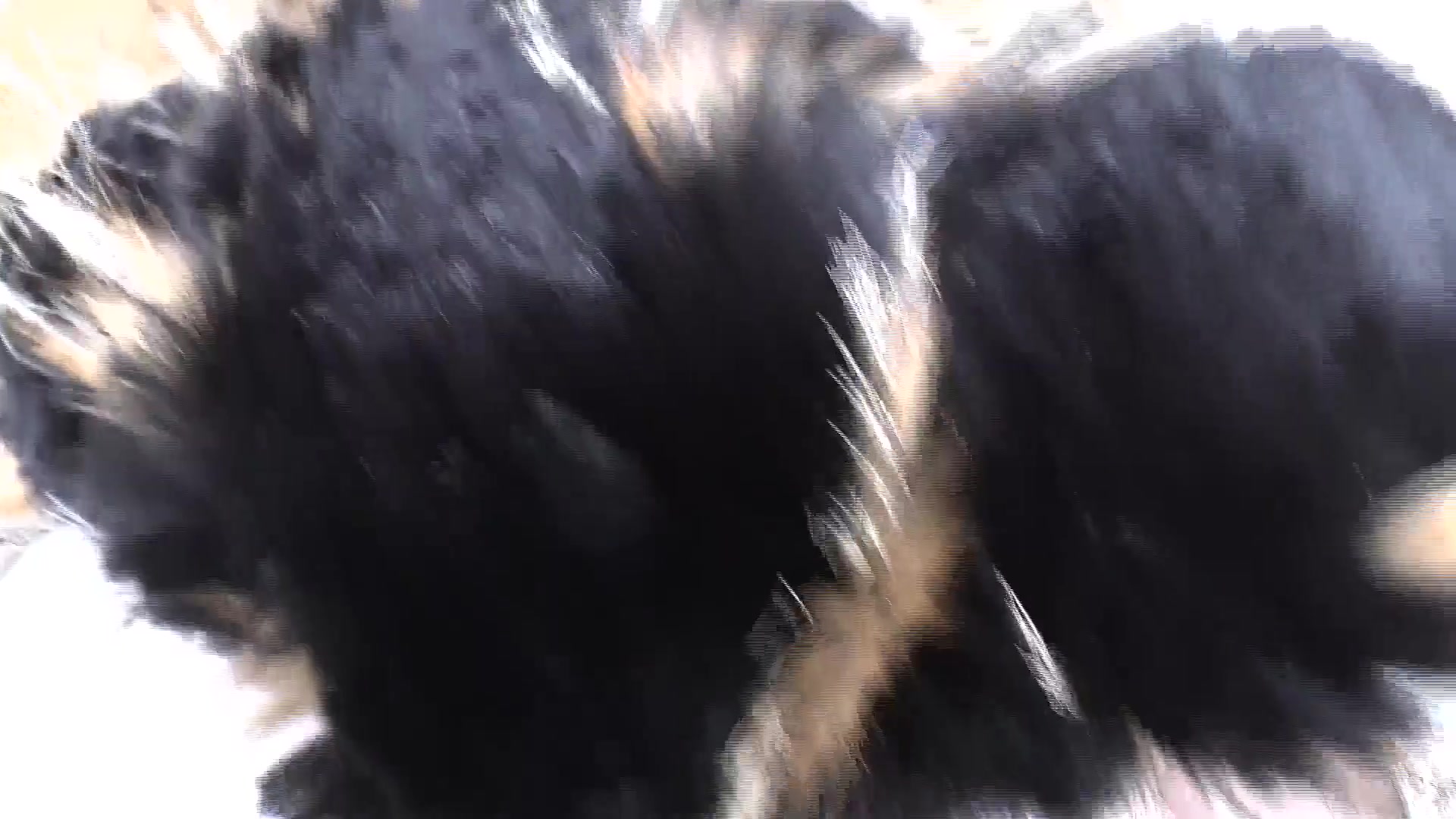 Ejaculation Training: Sniffing and Cumming on a Fur Scarf, Lady Victoria Valente