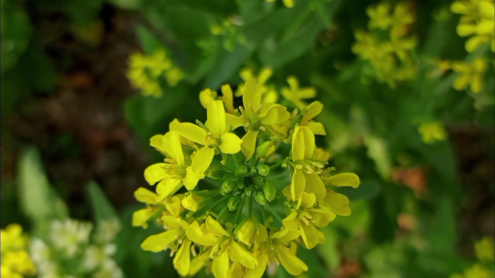 Bengali Wife First Time Video - Wet Pussy fingering 2026