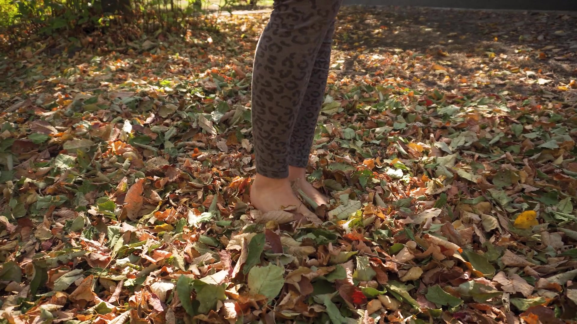Leaves Crunching Underfoot ASMR